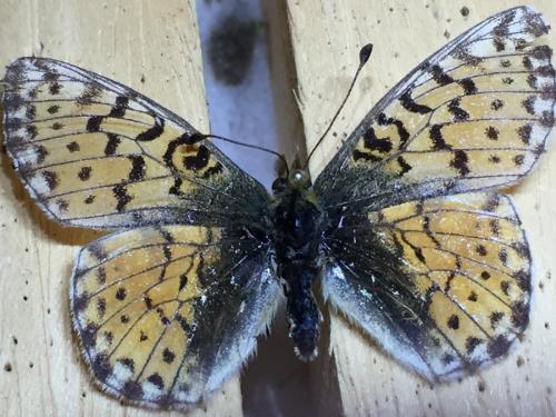Réf. 216 552 : Boloria sp.