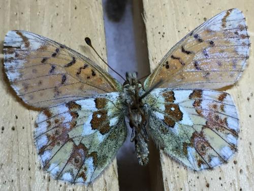 Réf. 216 553 : Boloria sp.