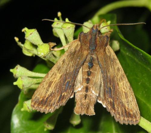 Réf. 216 305 : Lithophane semibrunnea