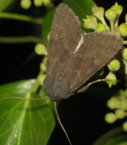 Réf. 216 307 : Aporophyla lueneburgensis