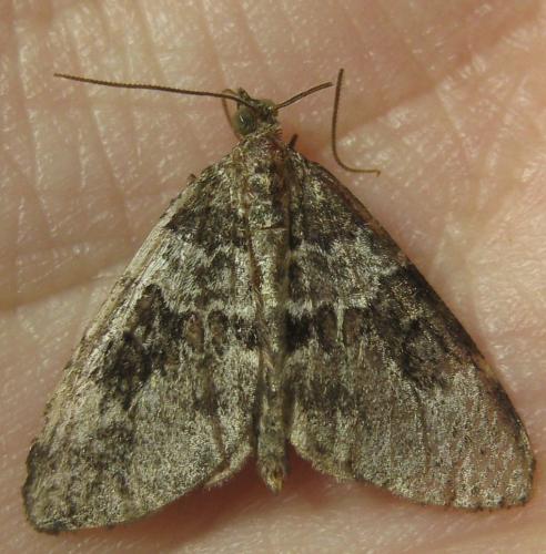 Thera britannica