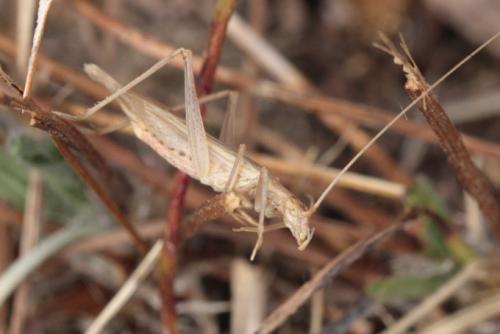 Réf. 216 309 : Oecanthus pellucens pellucens