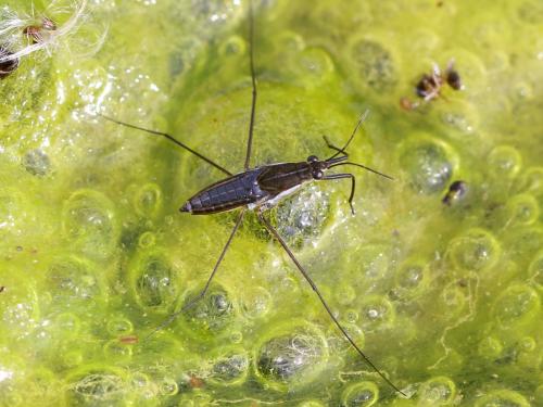 Gerris argentatus