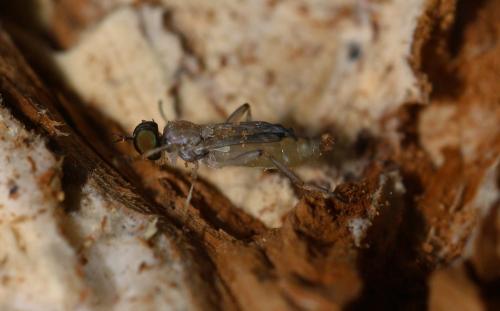 Réf. 216 330 : Chorisops sp.