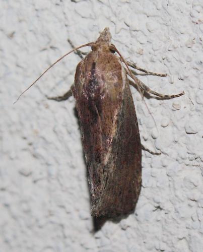 Galleria mellonella