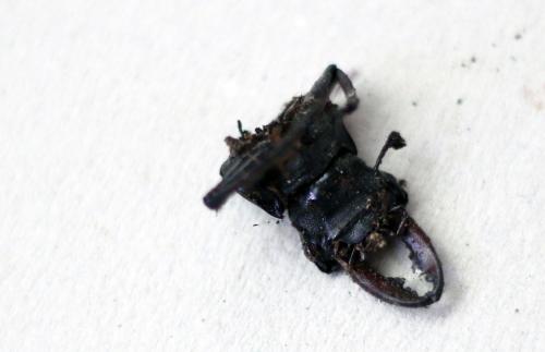 Lucanus cervus