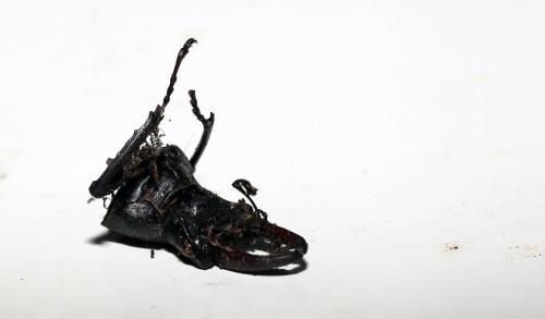 Lucanus cervus