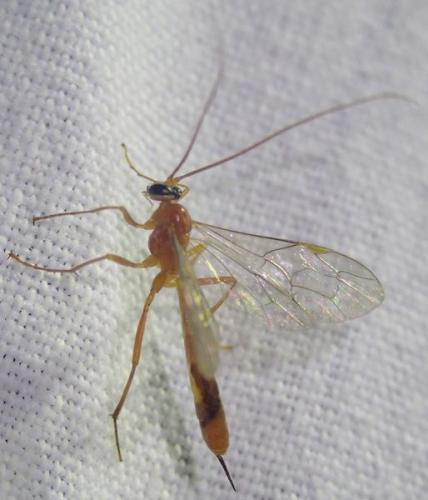 Netelia ocellaris