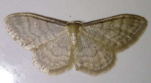 Idaea fuscovenosa