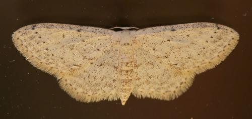Réf. 216 097 : Idaea seriata
