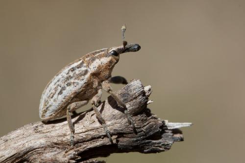 Réf. 216 689 : Larinus sp.
