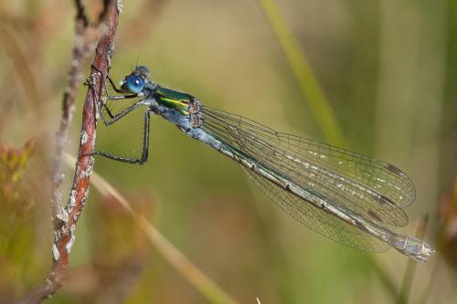 Lestes sponsa