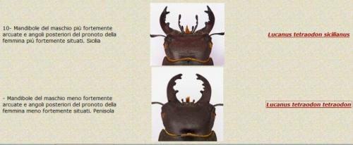 Réf. 216 964 : Lucanus tetraodon