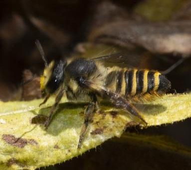 Réf. 216 064 : Megachile melanopyga