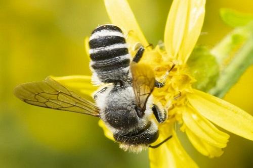 Megachile sp.