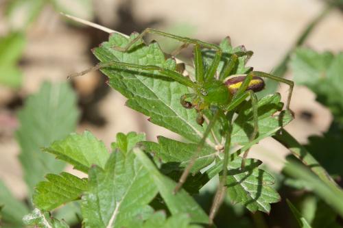 Micrommata virescens