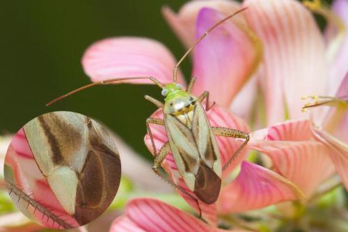 Réf. 216 393 : Adelphocoris lineolatus