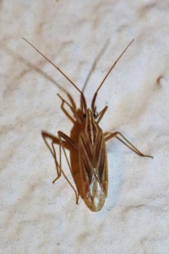 Miridius quadrivirgatus