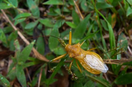 Réf. 216 888 : Ploeogaster sp.