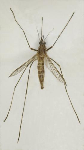 Réf. 216 019 : Culiseta longiareolata