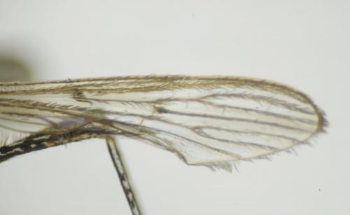 Réf. 216 155 : Culiseta longiareolata
