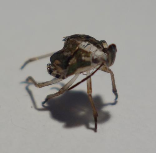 Carpocoris mediterraneus atlanticus
