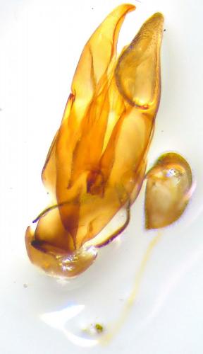 Laccobius striatulus