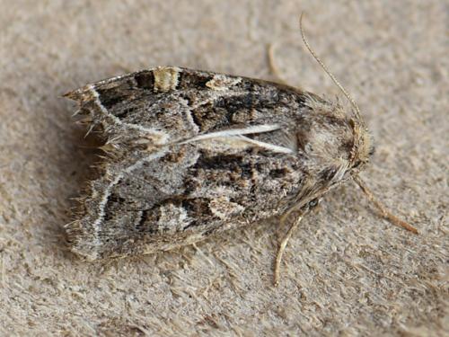 Leucochlaena oditis
