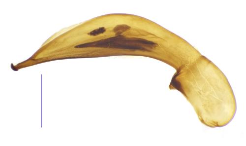 Réf. 216 317 : Ophonus melletii