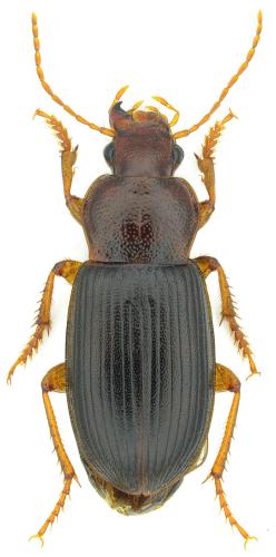 Ophonus melletii