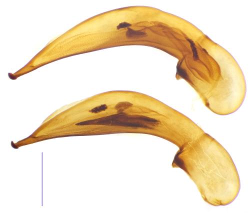 Réf. 216 699 : Ophonus melletii