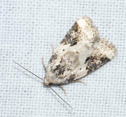 Réf. 216 375 : Pseudeustrotia candidula