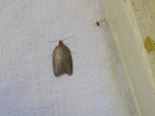 Acleris sparsana