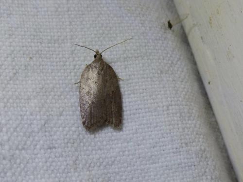 Acleris sparsana