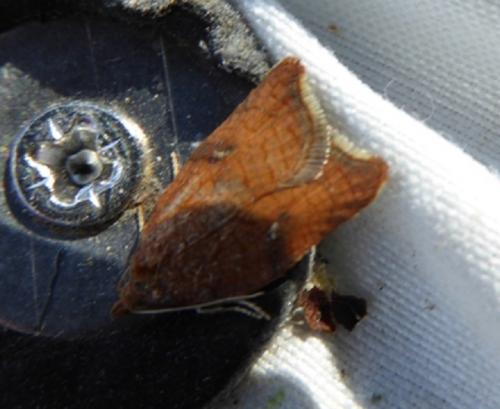 Acleris rhombana