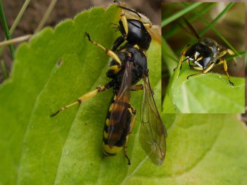 Réf. 216 185 : Ectemnius fossorius
