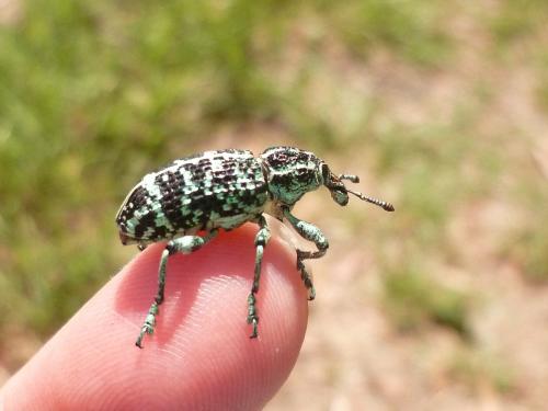 Réf. 216 718 : Chrysolopus spectabilis