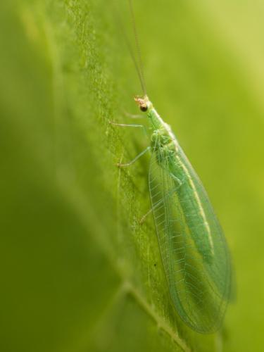 Réf. 216 723 : Chrysoperla sp.