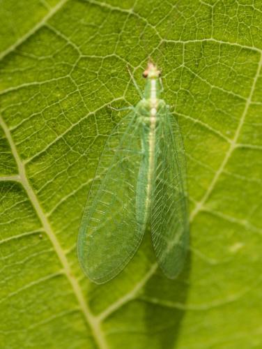 Chrysoperla sp.