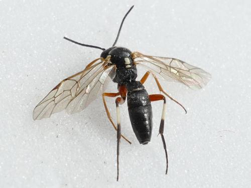 Diplazon tibiatorius