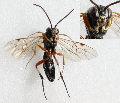 Diplazon tibiatorius