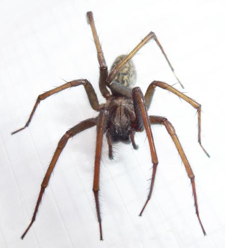 Eratigena sp.