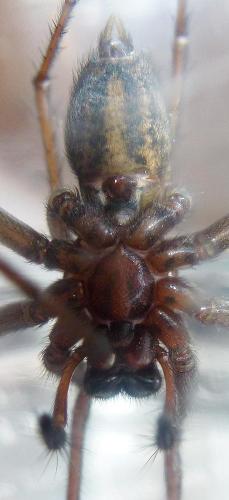 Eratigena sp.