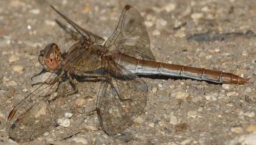 Sympetrum meridionale