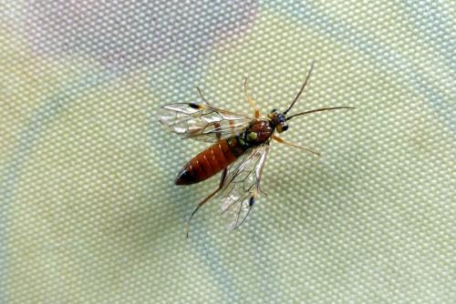 Tenthredopsis sp.