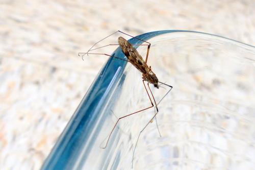 Tipula sp.