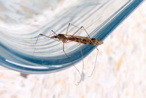 Tipula sp.