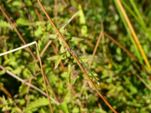 Réf. 216 001 : Lestes virens