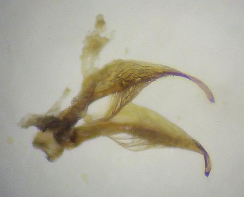 Réf. 216 337 : Ilybius montanus