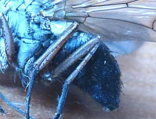 Phaonia valida